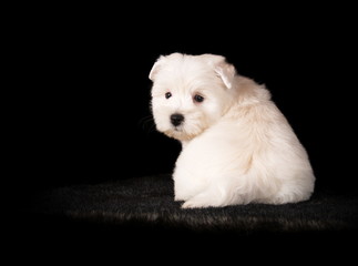 Chiot Westie en studio sur fond noir