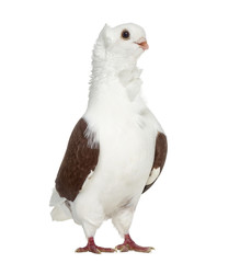 Old German Owl Pigeon isolated on white