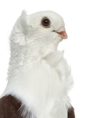Old German Owl Pigeon isolated on white