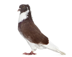 Red Belgian Ringslager pigeon isolated on white