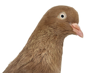 Tumbler belgium pigeon isolated on white