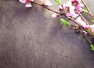 Branch with peach flowers on flat stone background 