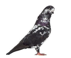 Black Show Tippler Pigeon isolated on white