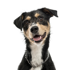 Cross-breed dog isolated on white