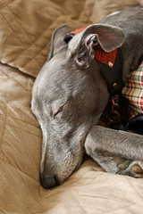 Sleeping Whippet in Sepia