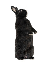 Black Rabbit isolated on white