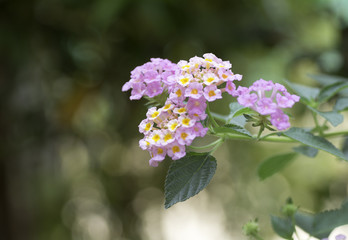 pink flowers on  blurred background.