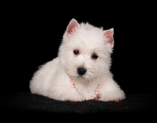 Chiot Westie en studio sur fond noir
