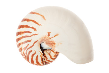 Nautilus shell isolated on white, clipping path included