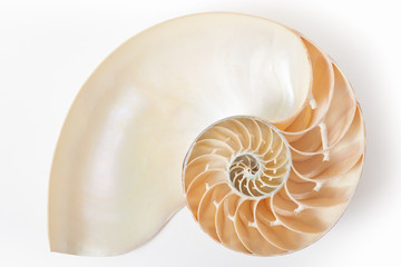 Nautilus shell section, perfect Fibonacci pattern on white, clipping path - obrazy, fototapety, plakaty