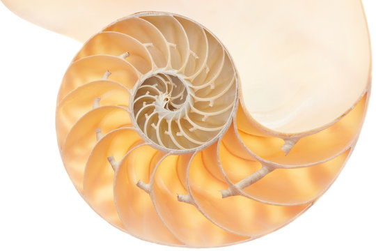 Nautilus Shell Section, Perfect Golden Ratio Pattern On White Clipping Path
