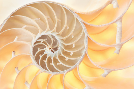 Nautilus shell section, perfect Fibonacci pattern background