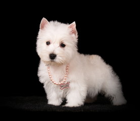 Chiot Westie en studio sur fond noir