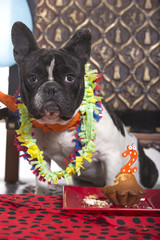 Bulldog francés con tarta de cumpleaños