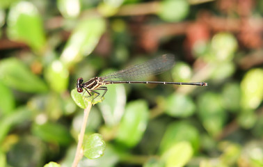 yellow dragonfly 206