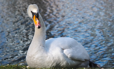 EIn weißer Höckerschwan der sich gerade ausruht. Aufgenommen im schönen Jever.