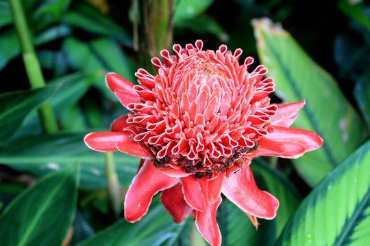 Fototapeta Red torch ginger
