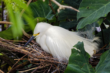 close up of a Great White Egret nesting in a bush.