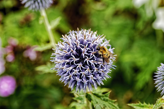 Honey Bee looking for nectar on a purple Globe Thistle.