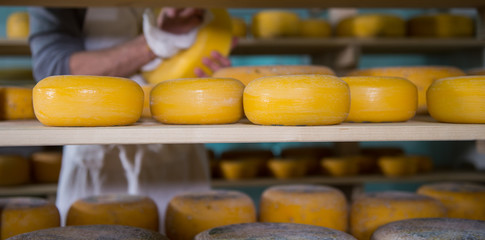 Cheese maker cleaning cheeses in his workshop © FreeProd