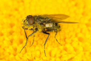 Small fly in yellow crown daisy covered in pollen