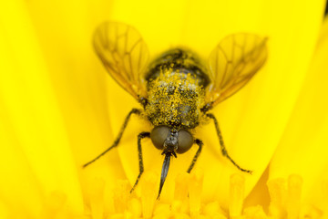 Small fly in yellow crown daisy covered in pollen