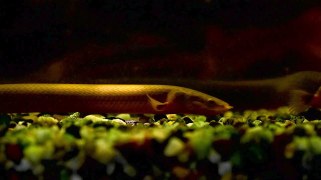 Reedfishes feeding on bottom of an aquarium.
