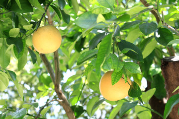 Orange tree