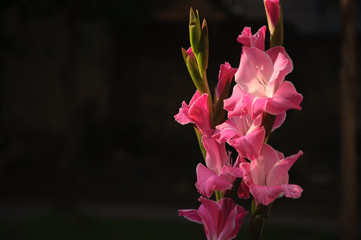 Blossoming gladiolus flowers

