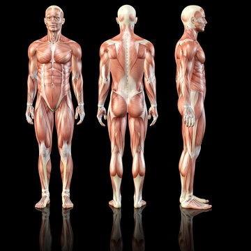 Musculature Anatomy man black
