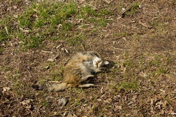 Naklejka na ściany i meble Homeless cat lying in the sun