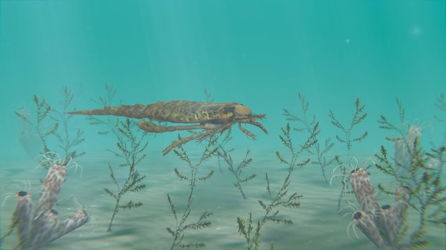 An animation of the large extinct Eurypterus exploring the sea floor. Eurypterids (Sea Scorpions) were giant arthropods existing from the mid Ordovician to late Permian (460 to 248 million years ago).