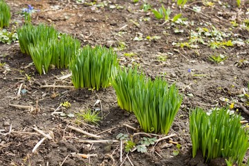 Obraz premium Sprout of green grass 