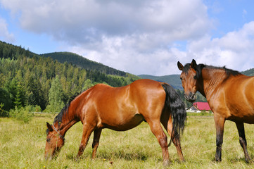 Two horse grazing in a valley on the grass, one of them caught in the gaze of the photographer