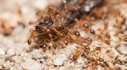 Ant teamwork to move their food
