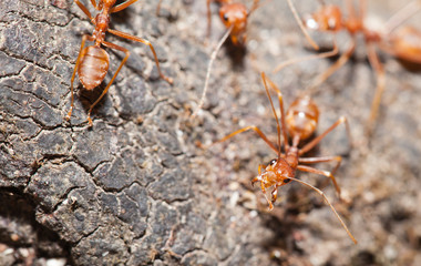 Soldier ant will attack to anemy