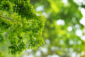 Fototapeta na wymiar Natural green leaves with blur bokeh spring or summer background, ecology concept 
