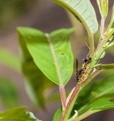 Paper wasp in the nature