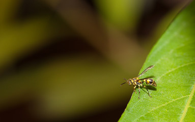 Paper wasp in the nature