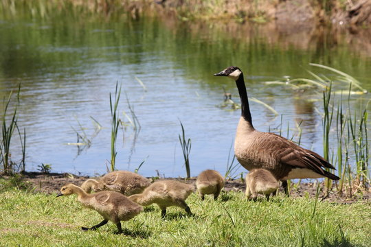 Fuzzy little goslings (Canada Geese) about 1 month old  in the grass by a small stream being watched by adult goose