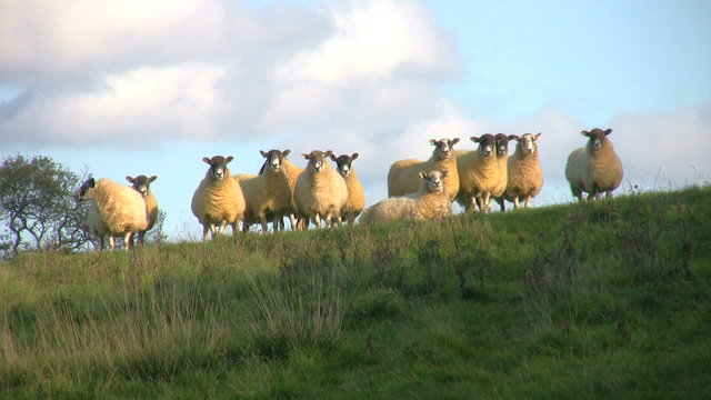 A flock of sheep look down from the grassy horizon in a farmland field in Northamptonshire England.