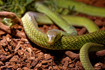 Fototapeta premium Snake in the terrarium - Green rat snake