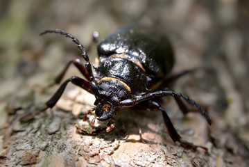 Black beetle woodcutter-tanner crawling on tree bark