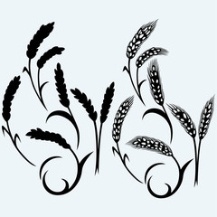 Wheat and rye. Isolated on blue background. Vector silhouettes