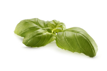 basil 