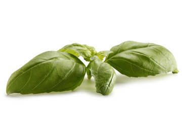 basil 