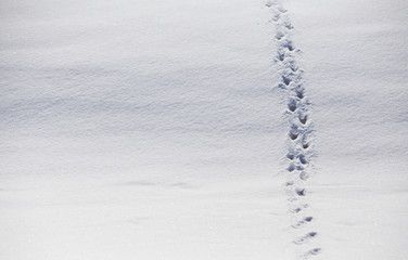Small animal paw prints through white snow