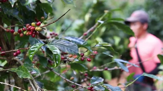 farmer hand picking arabica coffee berries in red and green on its branch tree at plantation