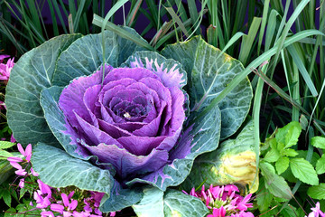 Purple cabbage is  rich in anthocyanin and antioxidants which help lower risk of cancer , heart disease , macular degeneration and others.