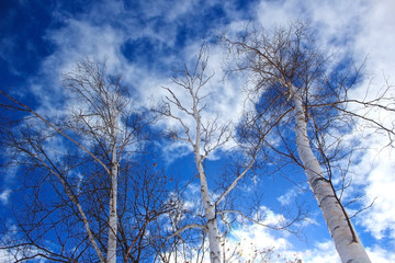 Looking up at three birch trees against a dramatic background of fractured cirrus clouds and deep blue sky.